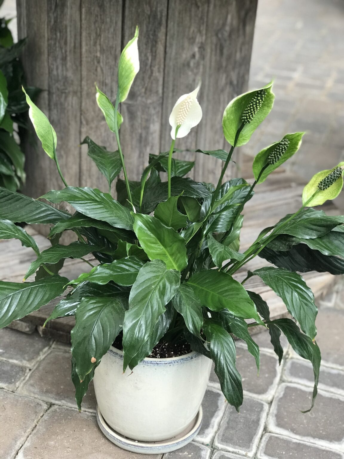 Peace Lily Plant Red