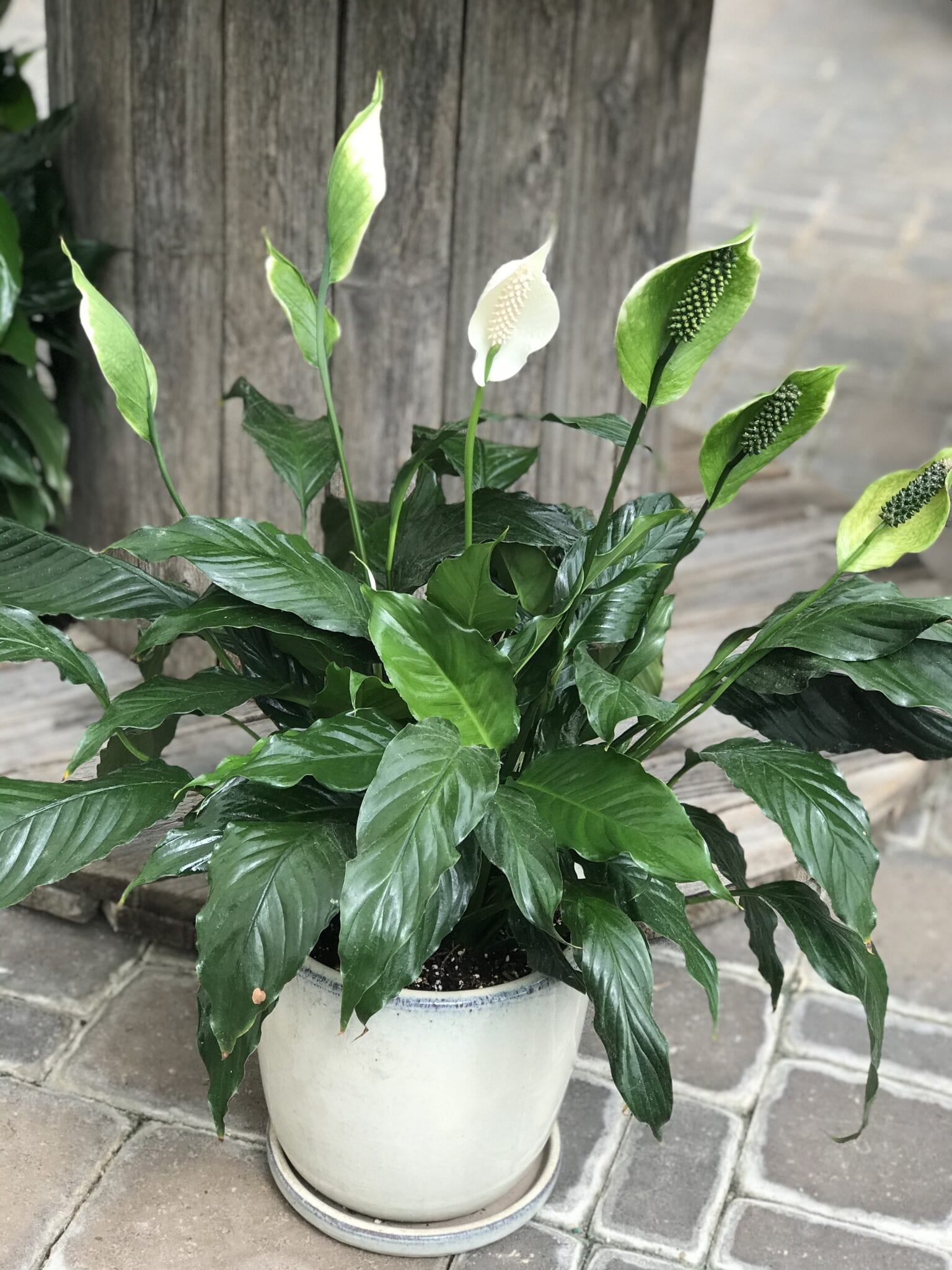 houseplant-peace-lily-in-decorative-pot-fergusons-garden-center