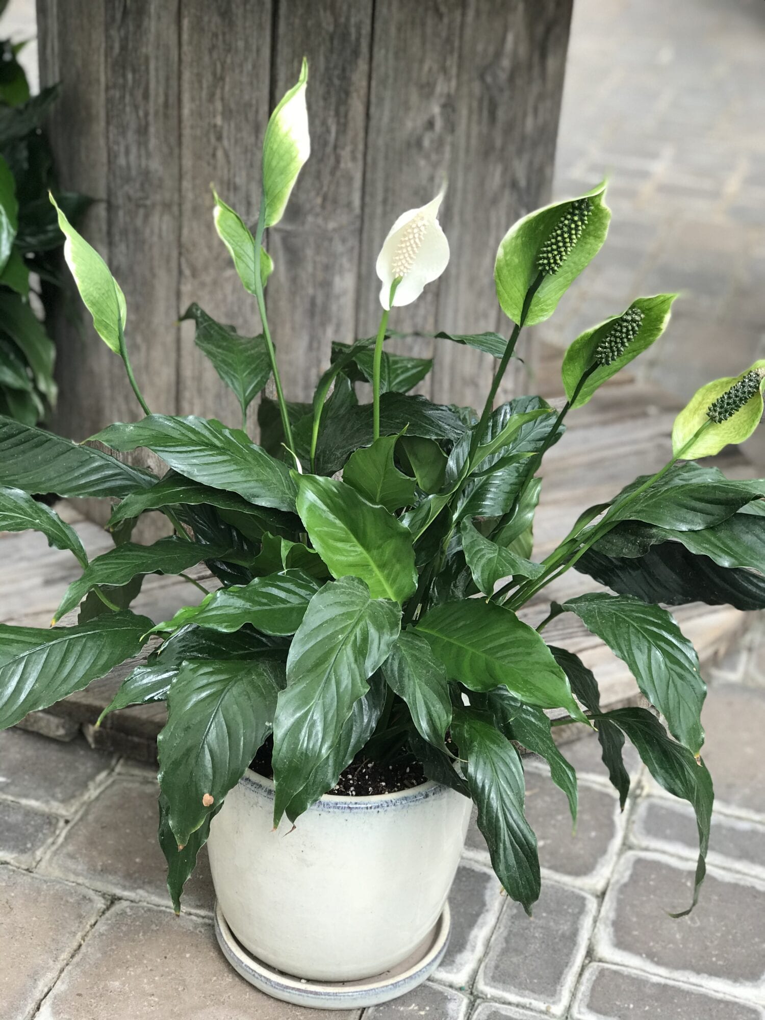 Houseplant Peace Lily in decorative pot - Fergusons Garden Center