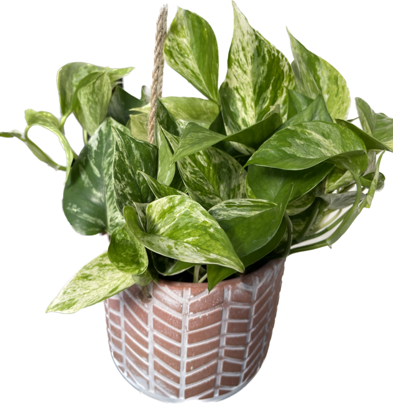 Houseplant Pothos In Hanging Planter Fergusons Garden Center 9530