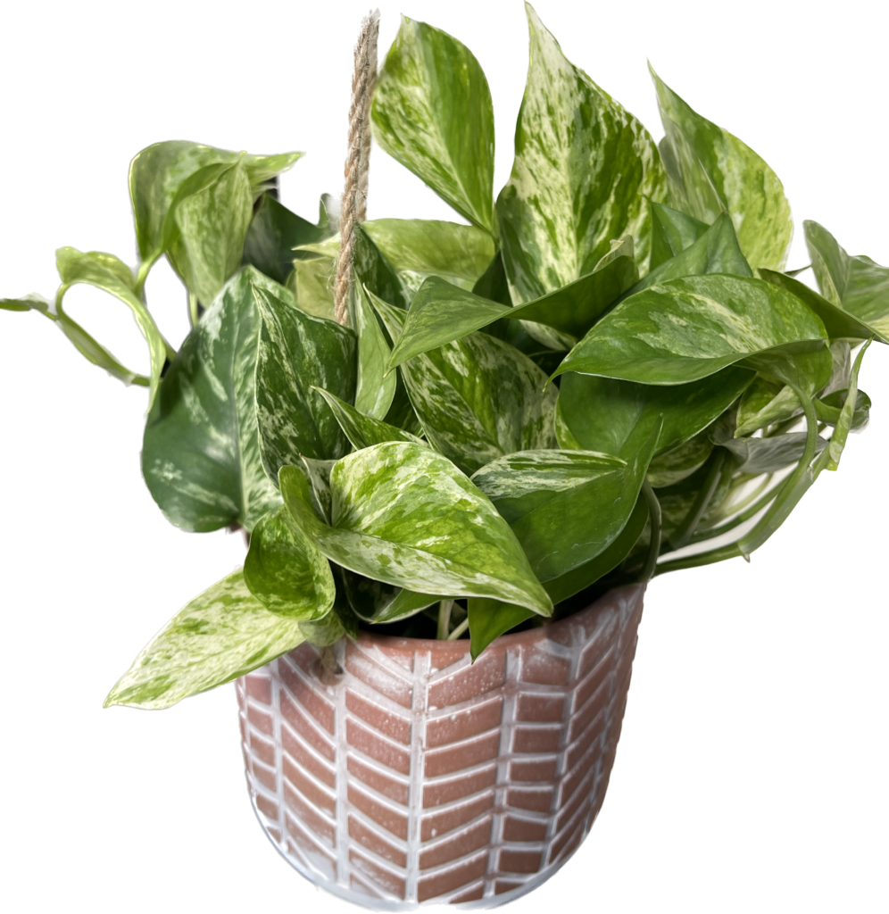 Houseplant Pothos in Hanging Planter - Fergusons Garden Center