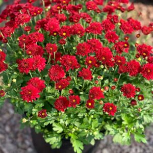 Fall Mum 10"