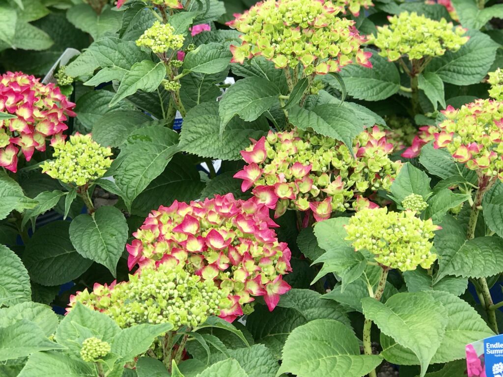 Shrub Hydrangea Summer Crush - Fergusons Garden Center