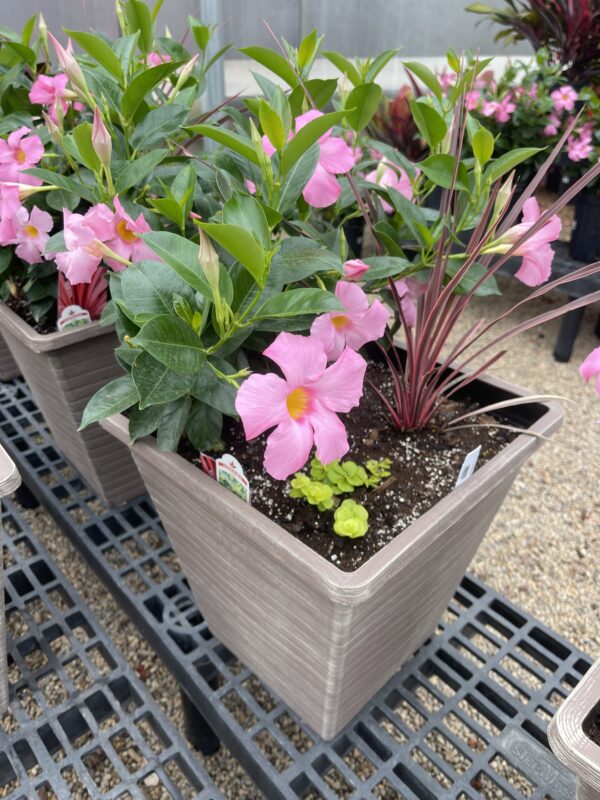 Annual Planter with Pink Dip