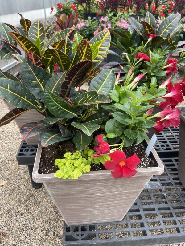 Annual Planter with Red Dip