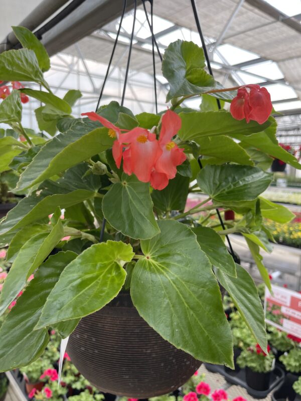 Annual Hanging Basket Begonia