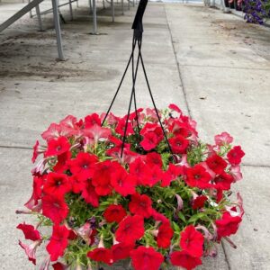 Annual Hanging Basket Petunias Red