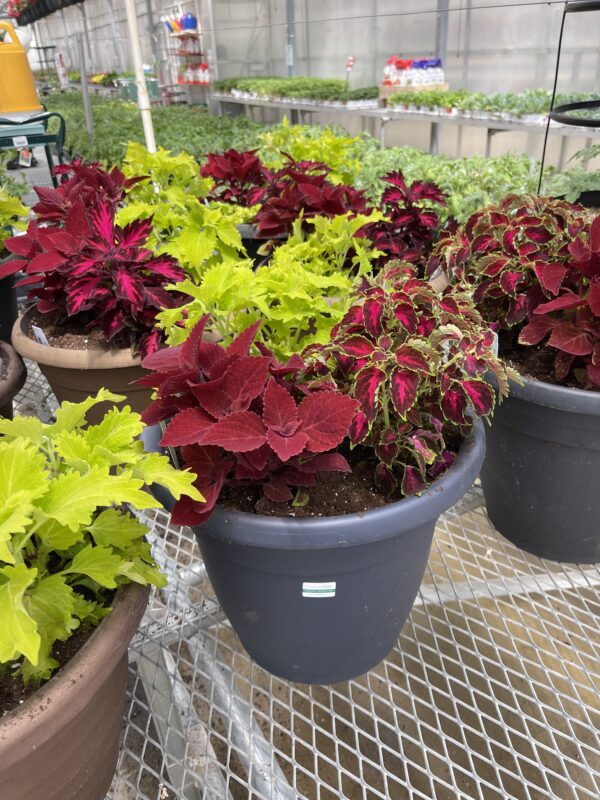 Annual Planter Coleus 12"