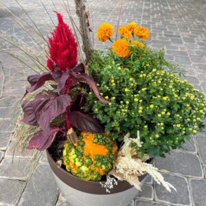 Annual Planter Fall Color