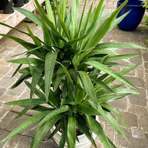 yucca potted