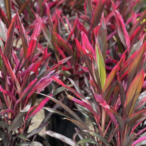 Hot Pepper Cordyline