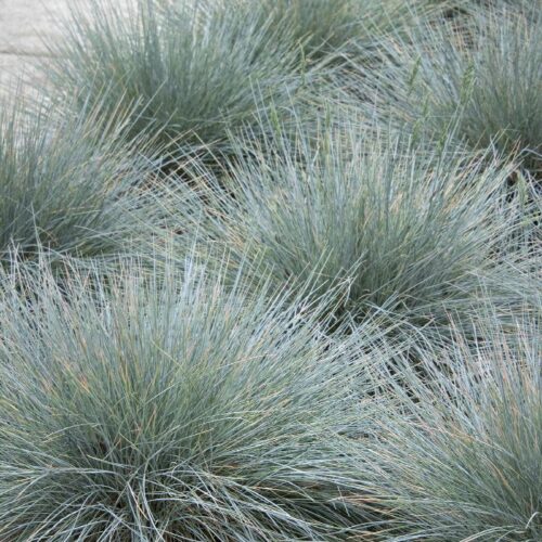 Elijah Blue Fescue Grass