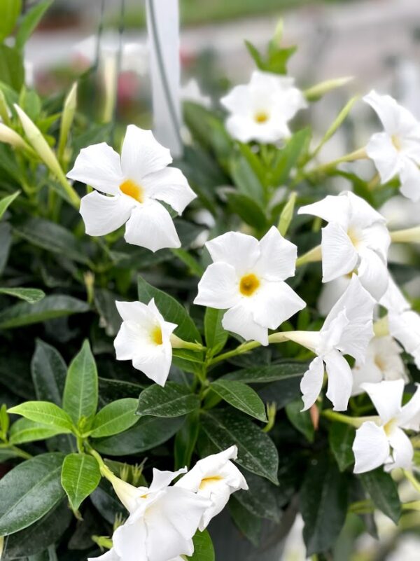 *Presale* Tropical Plant Dipladenia WHite Hanging Basket