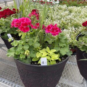 Annual Planter Geraniums  14"