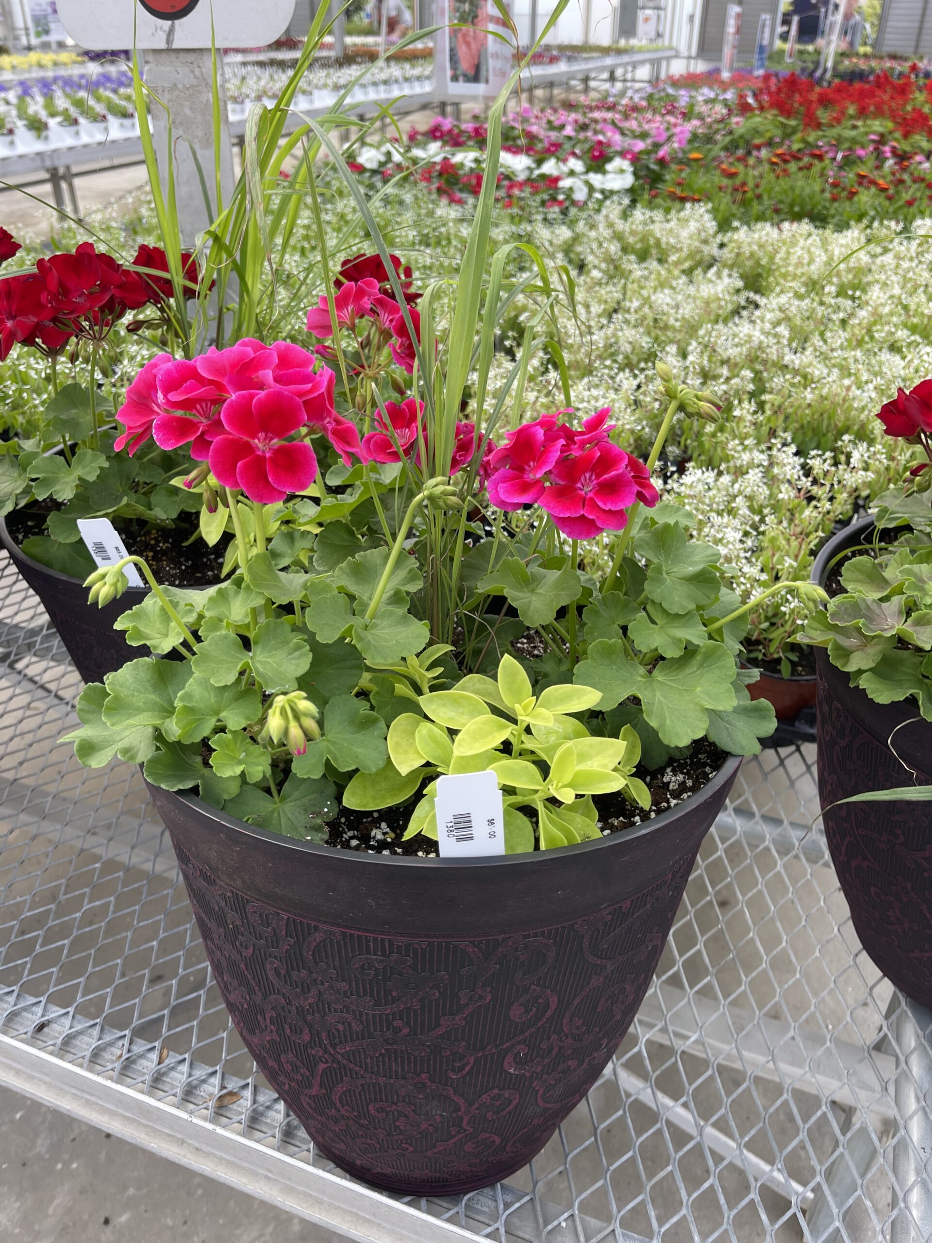 Annual Planter Geraniums  14"
