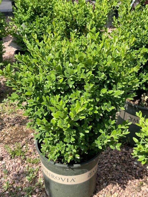 Shrub Boxwood Green Mountain