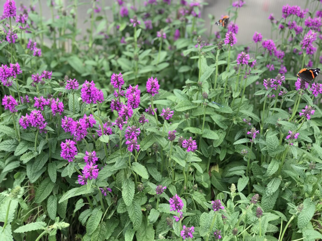 Perennial Stachys Hummelo Betony Fergusons Garden Center