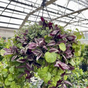 Houseplant Asst Foliage Basket HB