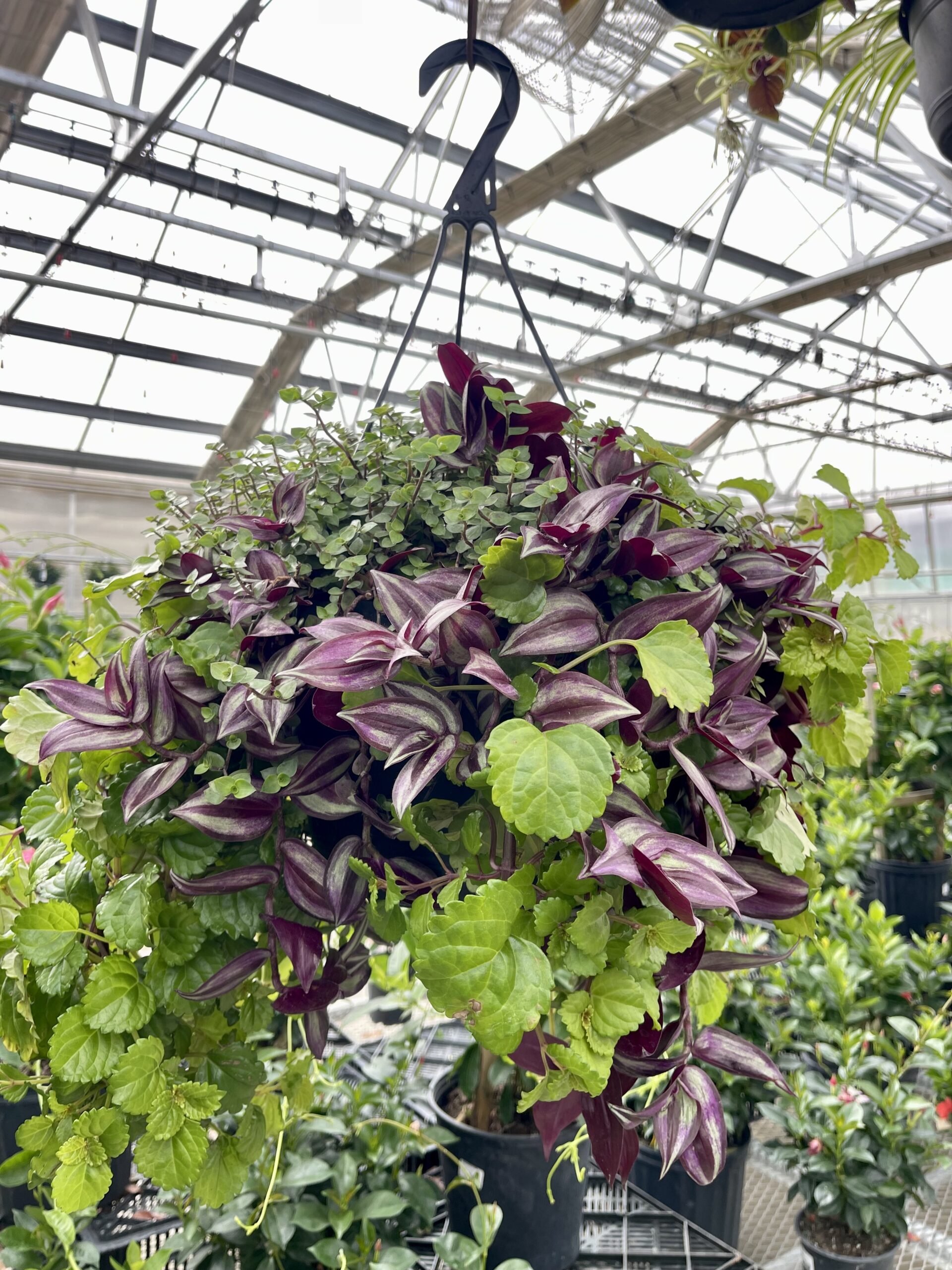 Houseplant Asst Foliage Basket HB