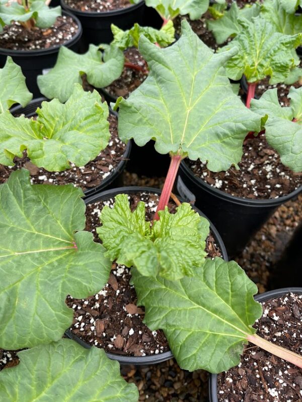 Rhubarb Victoria