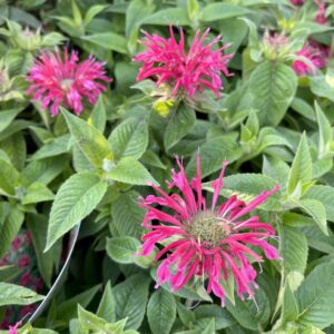 Perennial Bee Balm (monarda) Asst