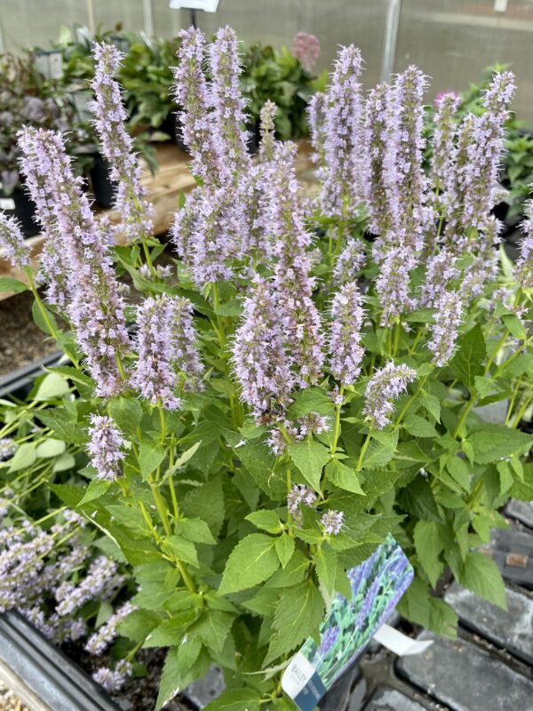 Perennial Hyssop (Agastache) Blue Fortune