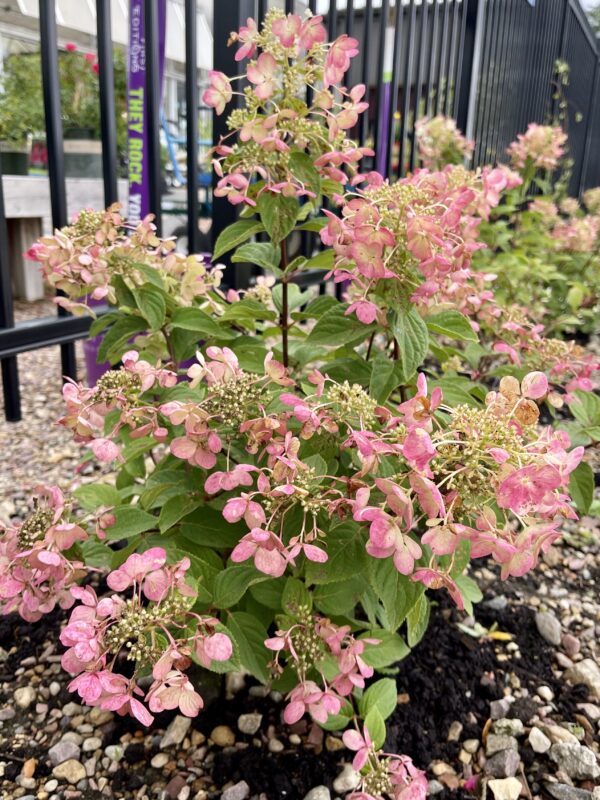 Shrub Hydrangea Diamond Rouge - Image 3