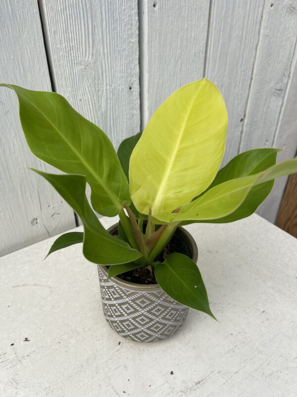 Houseplant Philodendron Lemon Lime in Planter