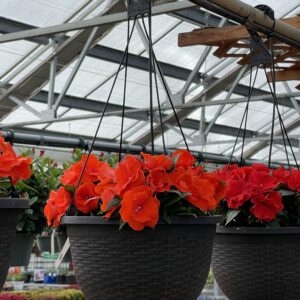 Annual Hanging Basket Impatiens