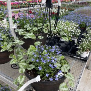 Annual Hanging Basket Asst Color Combos