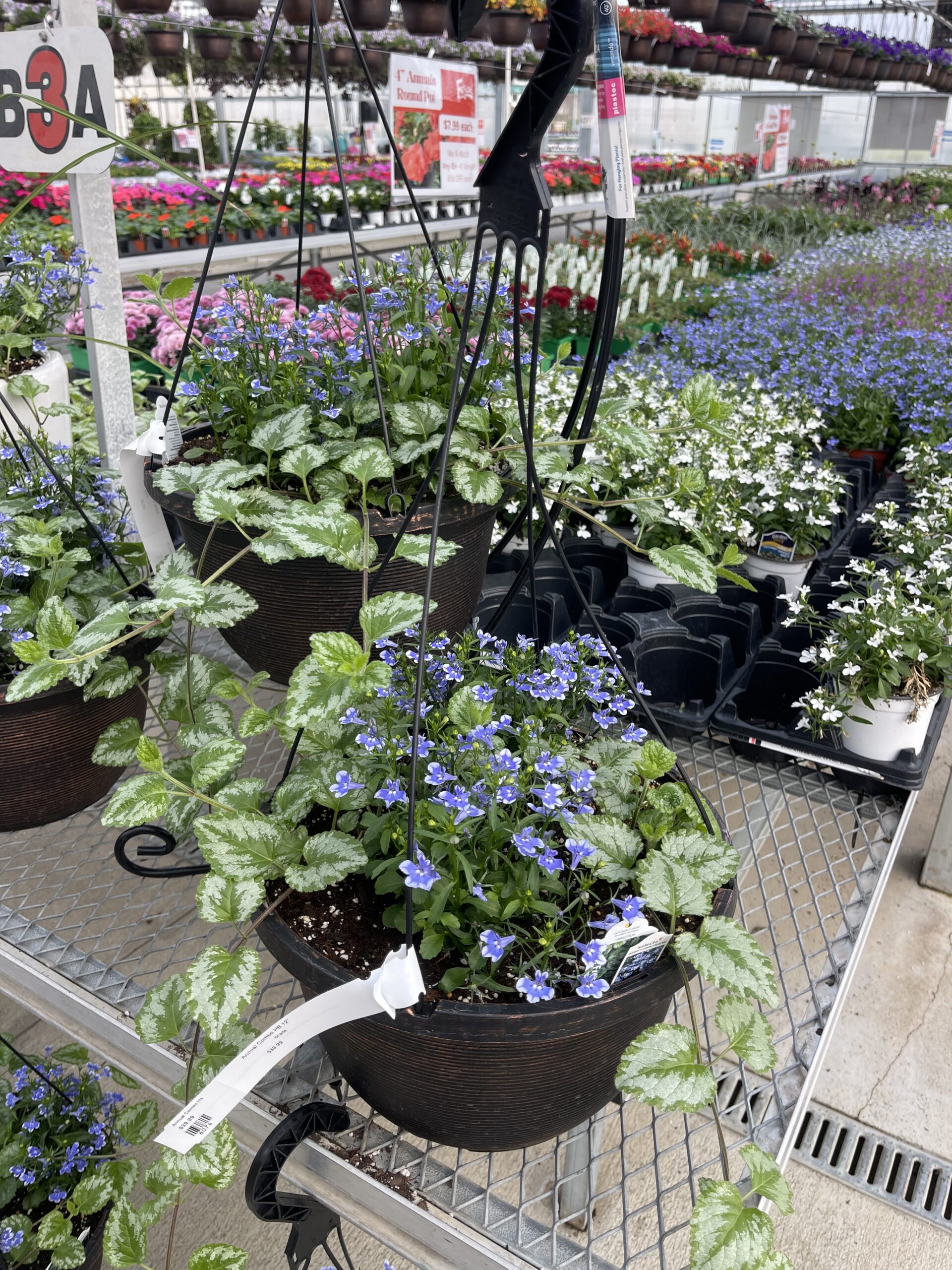 Annual Hanging Basket Asst Color Combos