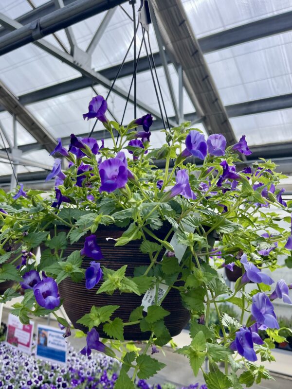 Annual Hanging Basket Torenia