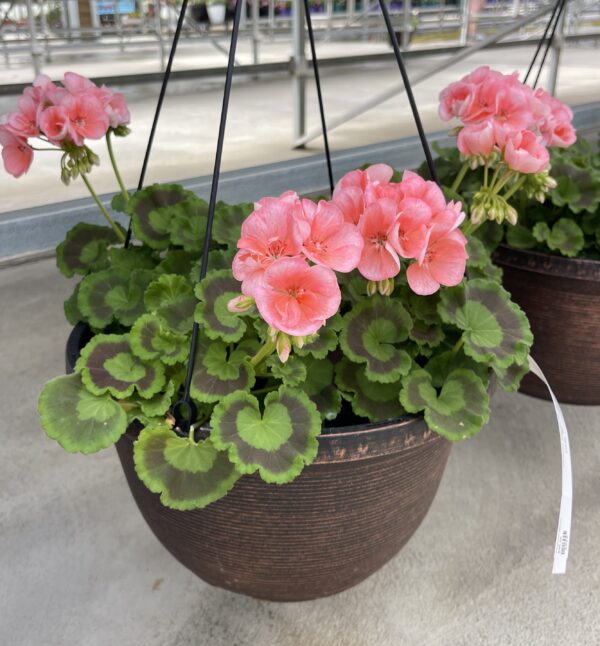 Annual Hanging Basket Geraniums