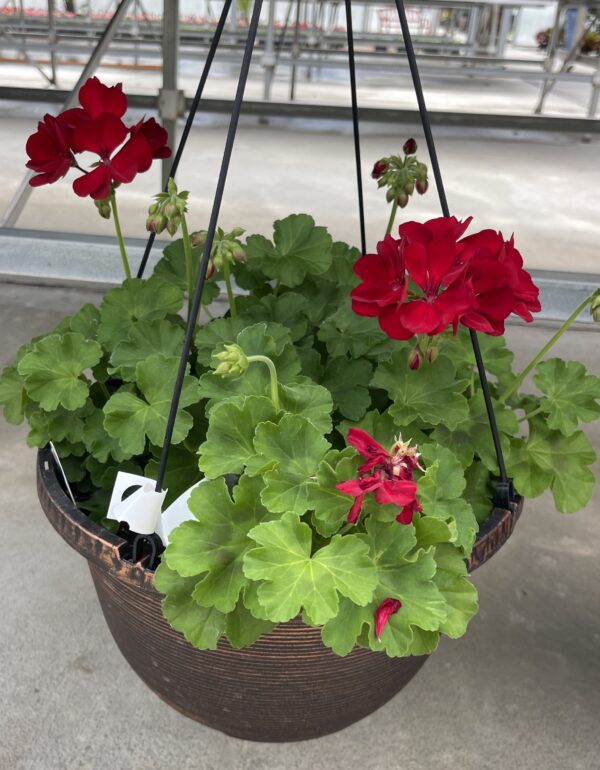 Annual Hanging Basket Geraniums - Image 2