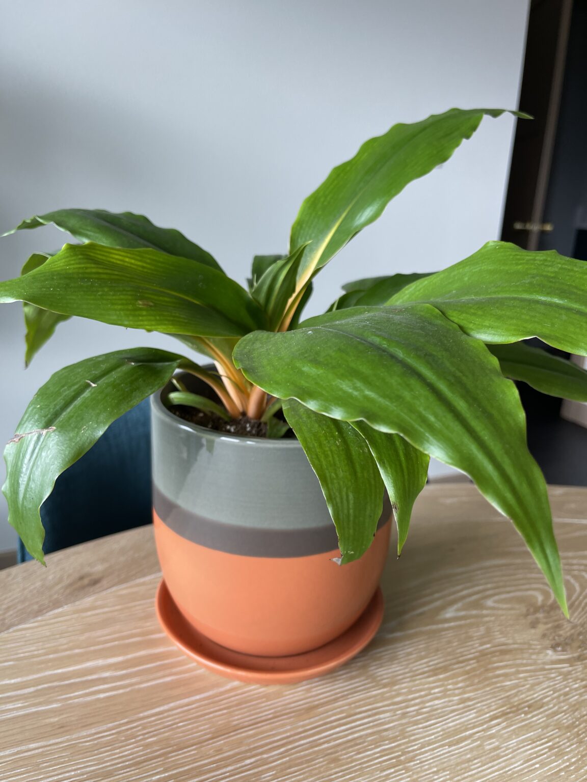 Houseplant Mandarin Orange Spider In Planter - Fergusons Garden Center