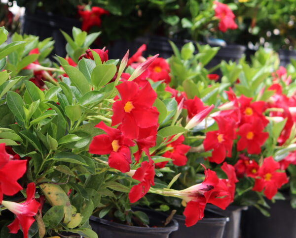 *Presale* Tropical Plant Dipladenia Red 10"