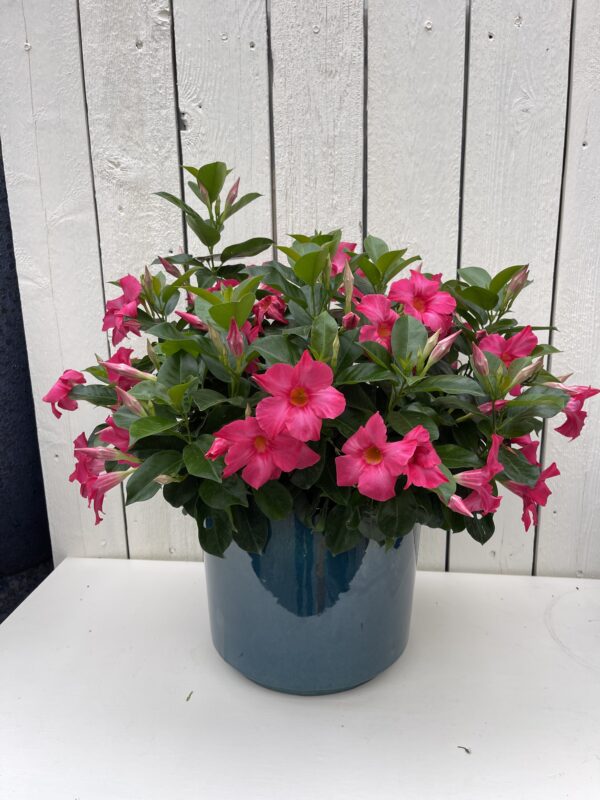 Tropical Plant Dipladenia in Glazed Pot