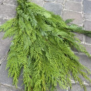 Bundle of Cedar Available Nov. 6