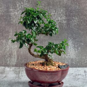 Beginner Bonsai Class