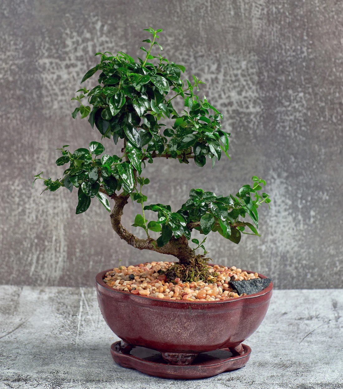 Beginner Bonsai Class