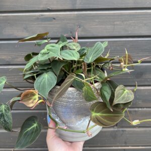 Houseplant Philodendron Mican in Decorative Planter