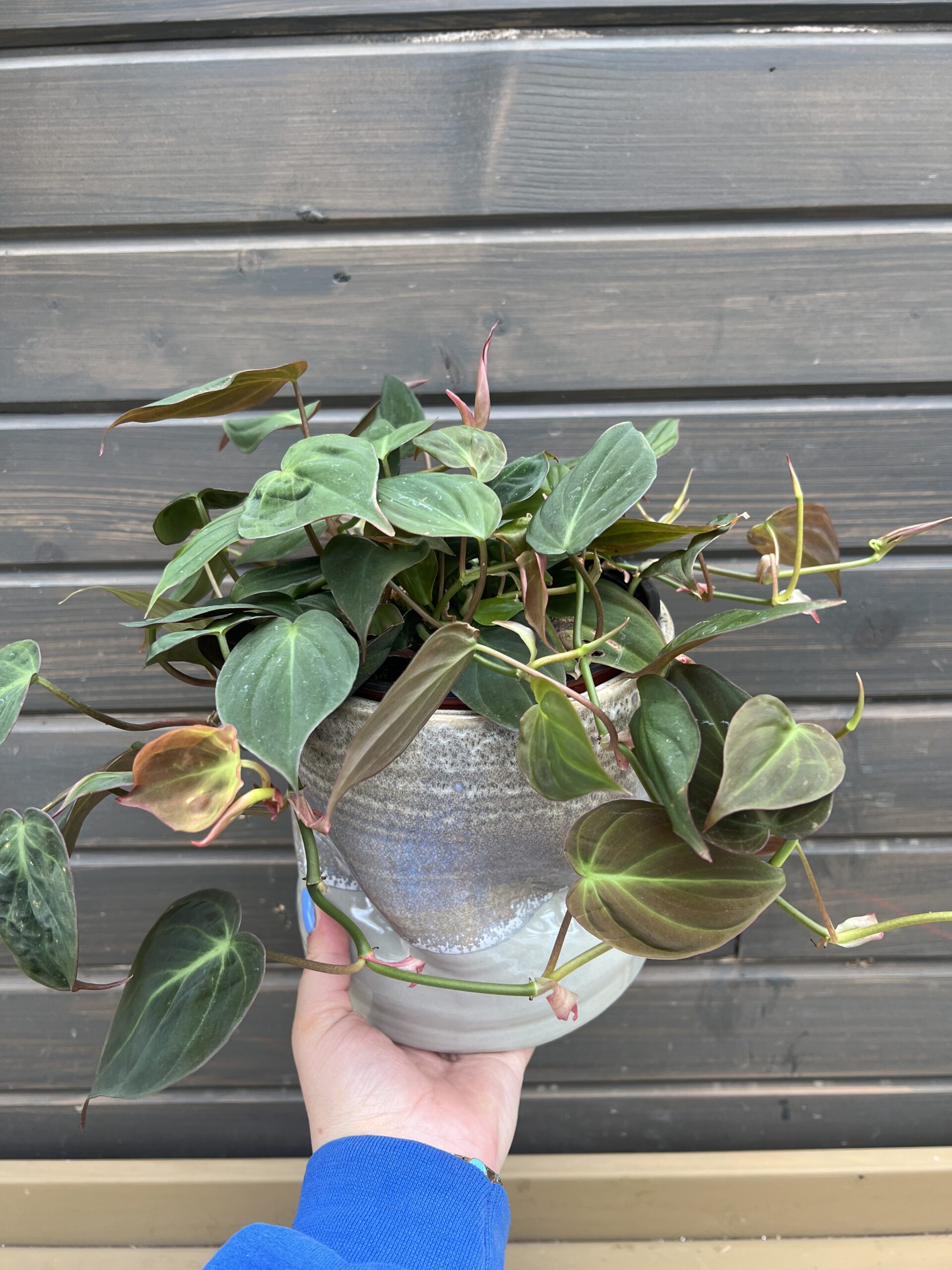 Houseplant Philodendron Mican in Decorative Planter
