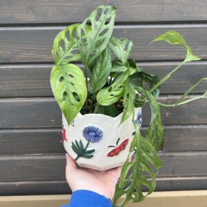 Houseplant Philodendron Swiss Cheese in Decorative Planter