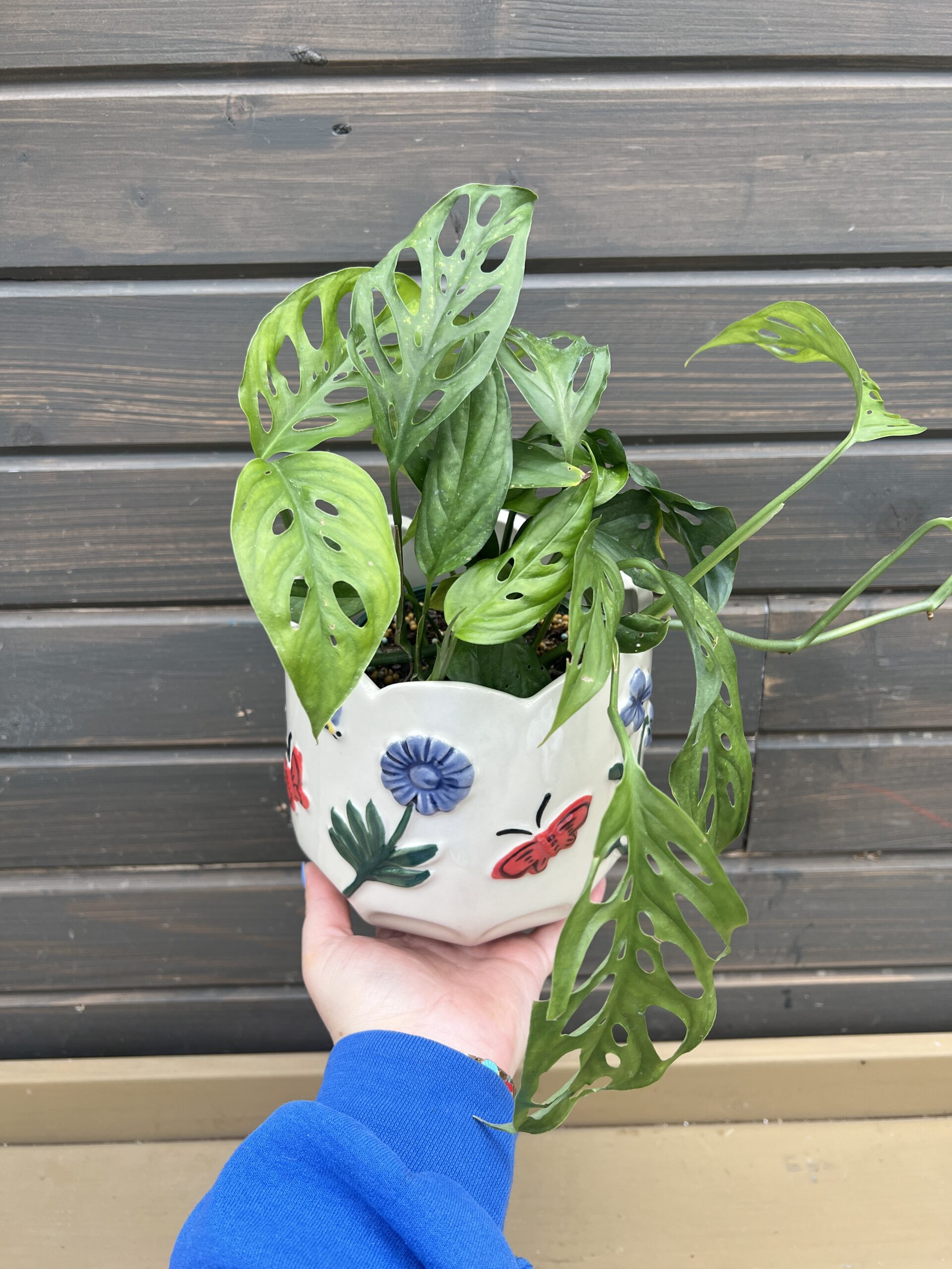 Houseplant Philodendron Swiss Cheese in Decorative Planter