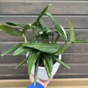 Houseplant Philodendron Cobra in Decorative Planter