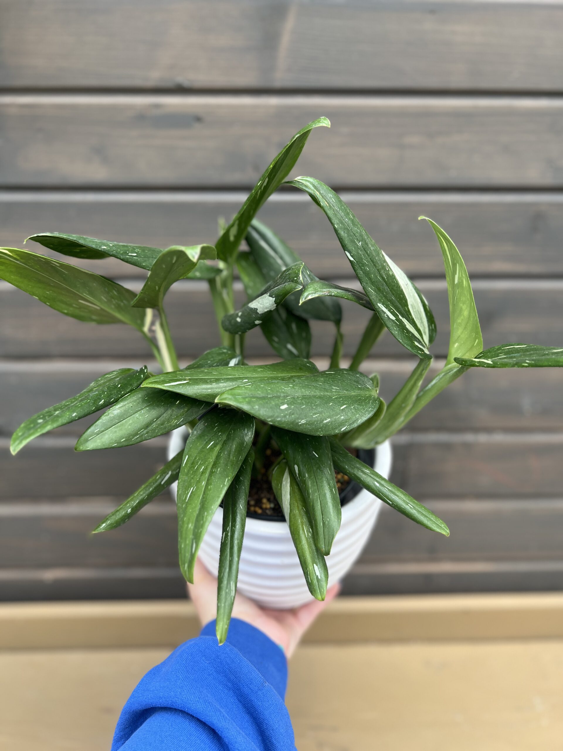 Houseplant Philodendron Cobra in Decorative Planter