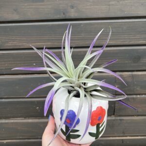Airplant in Decorative Bloom Planter