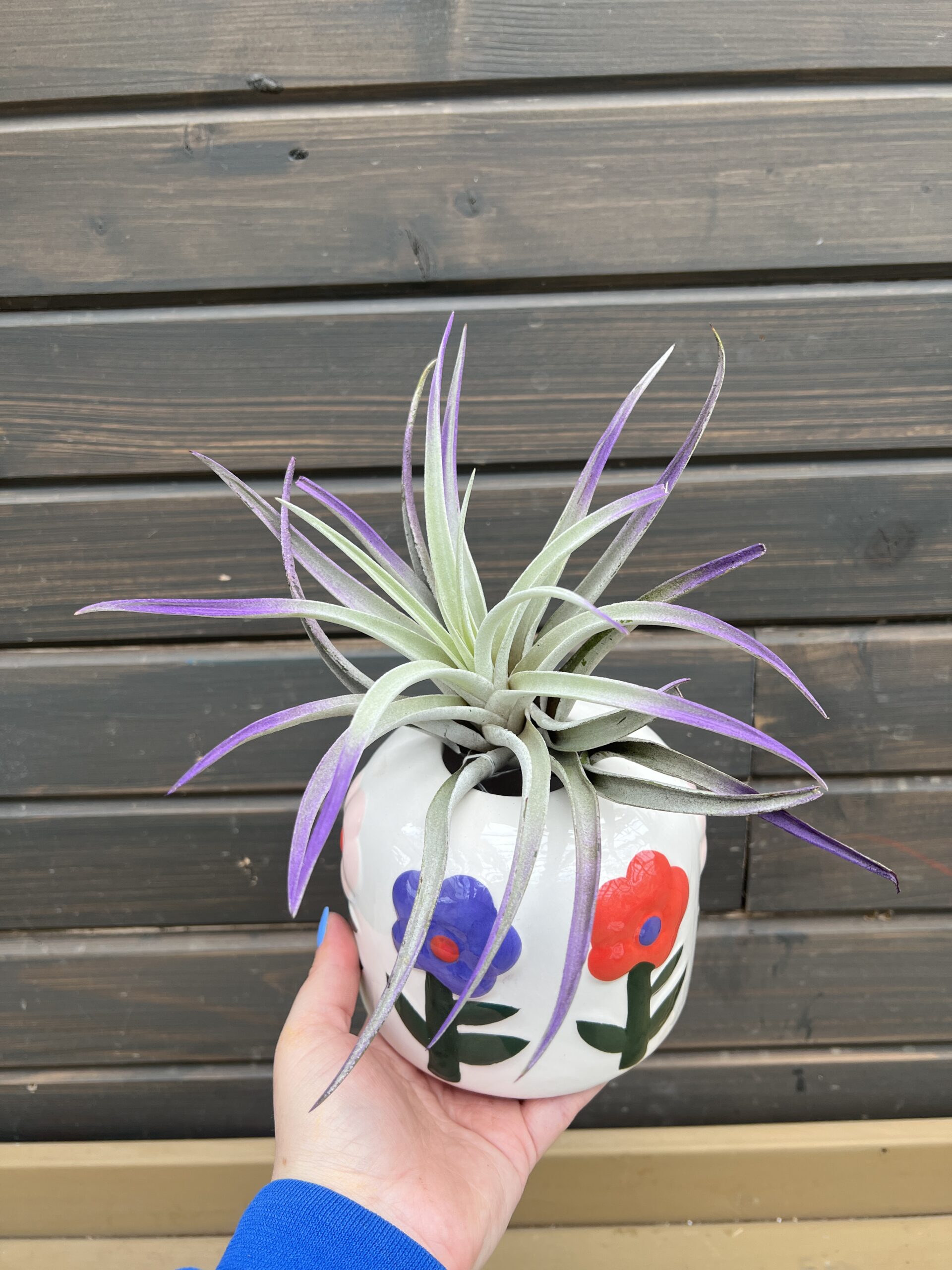 Airplant in Decorative Bloom Planter
