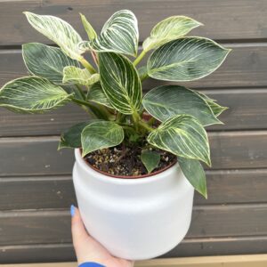 Houseplant Birkin in Decorative Planter