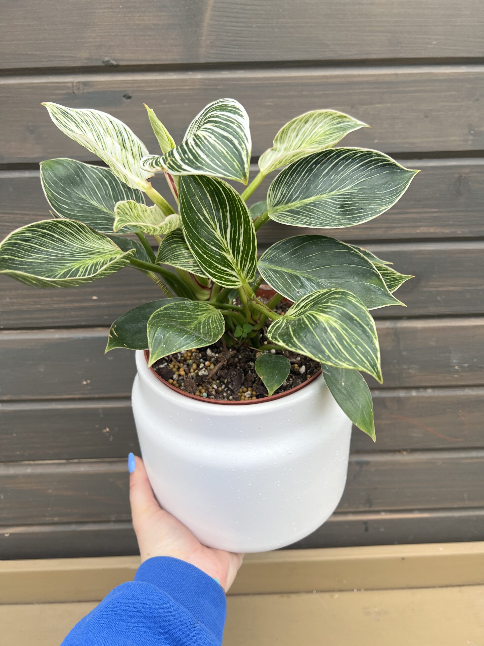 Houseplant Birkin in Decorative Planter